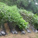 화월농장 이미지