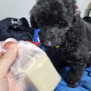 강아지 비누로 <b>펫</b>레터 <b>올리브</b>버터솝 추천드려요!