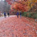 제681회 행복걷기 (남산애기단풍명품길)공지 이미지