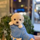 김해 강아지분양 고양이분양 도그하우스 대성점 이미지