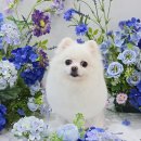 마이미미 반려견미용실 이미지