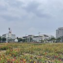 백일홍상사 이미지