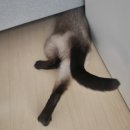 스노우볼PC방 | 진짜 리얼 컴퓨터그래픽기능사 후기
