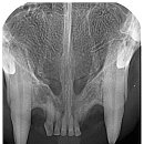 태일동물치과병원 이미지