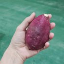 주호네 고구마