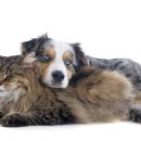 강아지랑 고양이 이미지