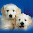 강아지그림 이미지