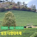 보성 다향대축제 기본정보와 녹차밭