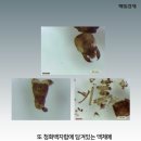 개미화장품