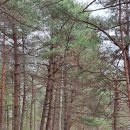 해파랑길 42코스 이미지