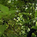 밥풀떼기 이미지