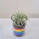 행잉플랜트 공기정화식물체험 이미지