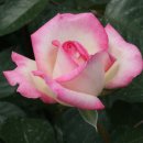 H9262 Daum카페