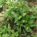 근화축산 이미지