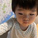 코지부호 이미지