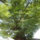 금릉황토 이미지