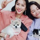 몽이펫 이미지