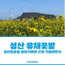 초아목장 | 25년 성산일출봉 광치기해변 근처 유채꽃밭 무료입장