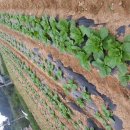 해오름농장 이미지