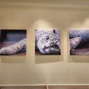 영인동물병원 이미지