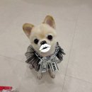 낭만그루밍 이미지