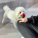 아따멍멍 이미지