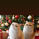 골든키티캐터리 이미지