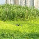 죽백근린공원 | [평택 배다리근린공원] 평택 데이트 장소 추천 주차장