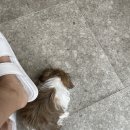 페츠베리머치 카페 이미지