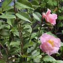 서향 - 중랑구 봉우재로 97 | 서향