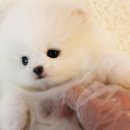 울산 제이앤독 애견샵 이미지