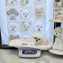 밍그루밍 이미지