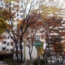 장미아파트 앞 이미지