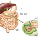 이자(췌장) (pancreas) 췌장의 위치 이미지