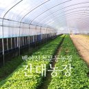 천문동 농장 이미지