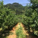 함양톱밥 이미지