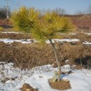 황금 소나무 이미지