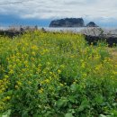 유채꽃길 이미지