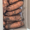 수현농장 | 구좌당근 흙당근 제주당근 제주가볼만한곳 제주향기 효동이네감귤 리얼 후기