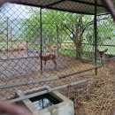 광덕산사슴목장 이미지