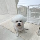 말랑말랭 | [Review] 울산 중구 말랑말랭 애견미용실 오픈 방문후기 🐶🐶