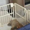수원펫 동물병원 | [내돈간단후기]라이언펫 수원광교동물병원 2차 접종/강아지 접종
