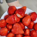 댕구살롱 이미지