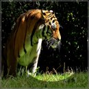 조치원권투체육관 이미지