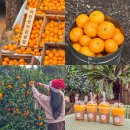 신화로36번길(3-231) | 제주도 감귤체험 카페 놀거리 어린왕자 감귤밭 귤따기체험