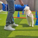 반려담애견유치원 이미지