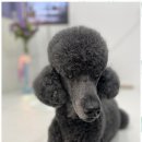 우리 애견 미용실 이미지