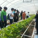 장곡제일농장 이미지