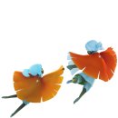 스카이소프트 이미지