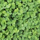 네잎클로버 이미지